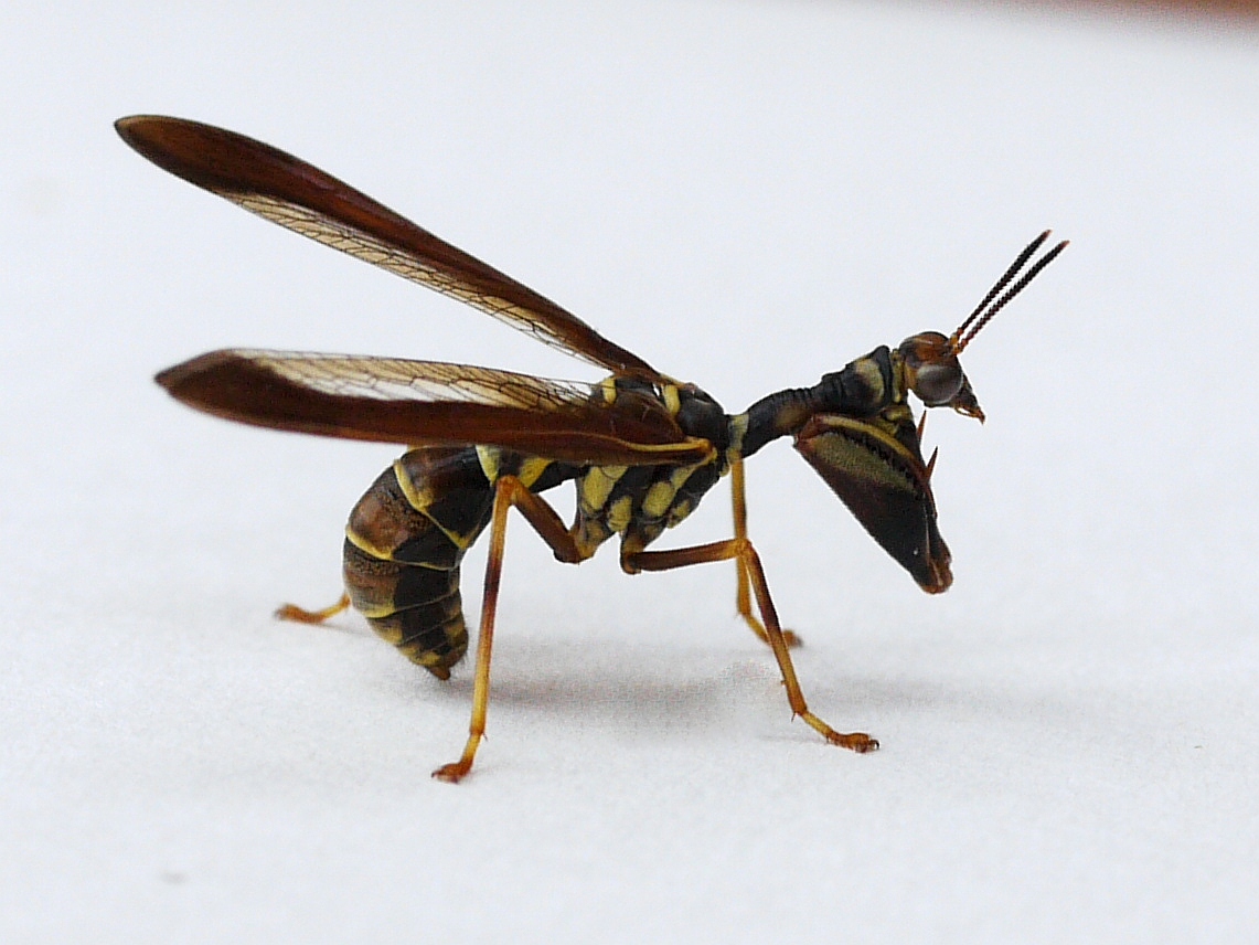 Climaciella_brunnea