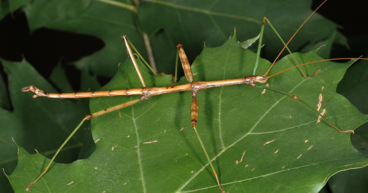 Quatre Insectes Quebecois Inusites Quatre Insectes Quebecois Inusites