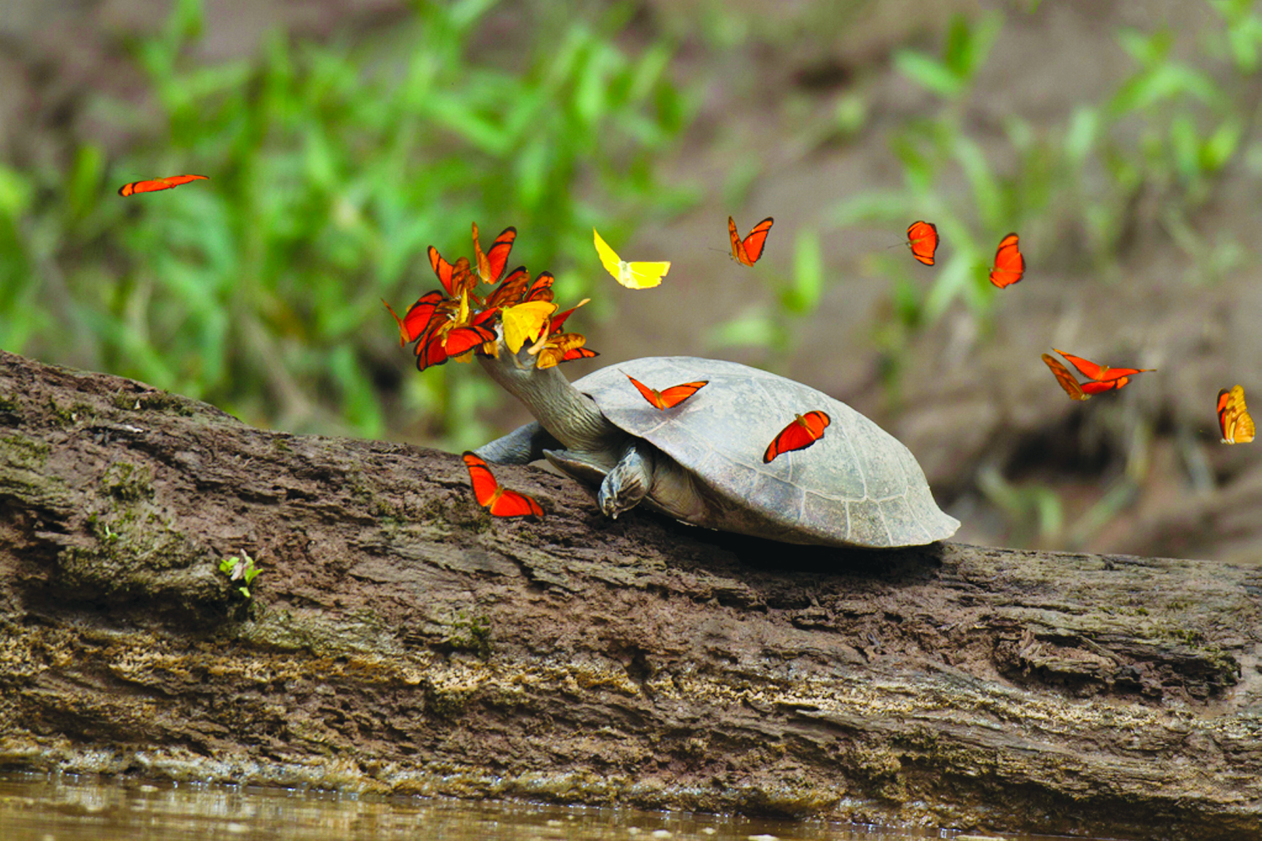 Черепаха и бабочка