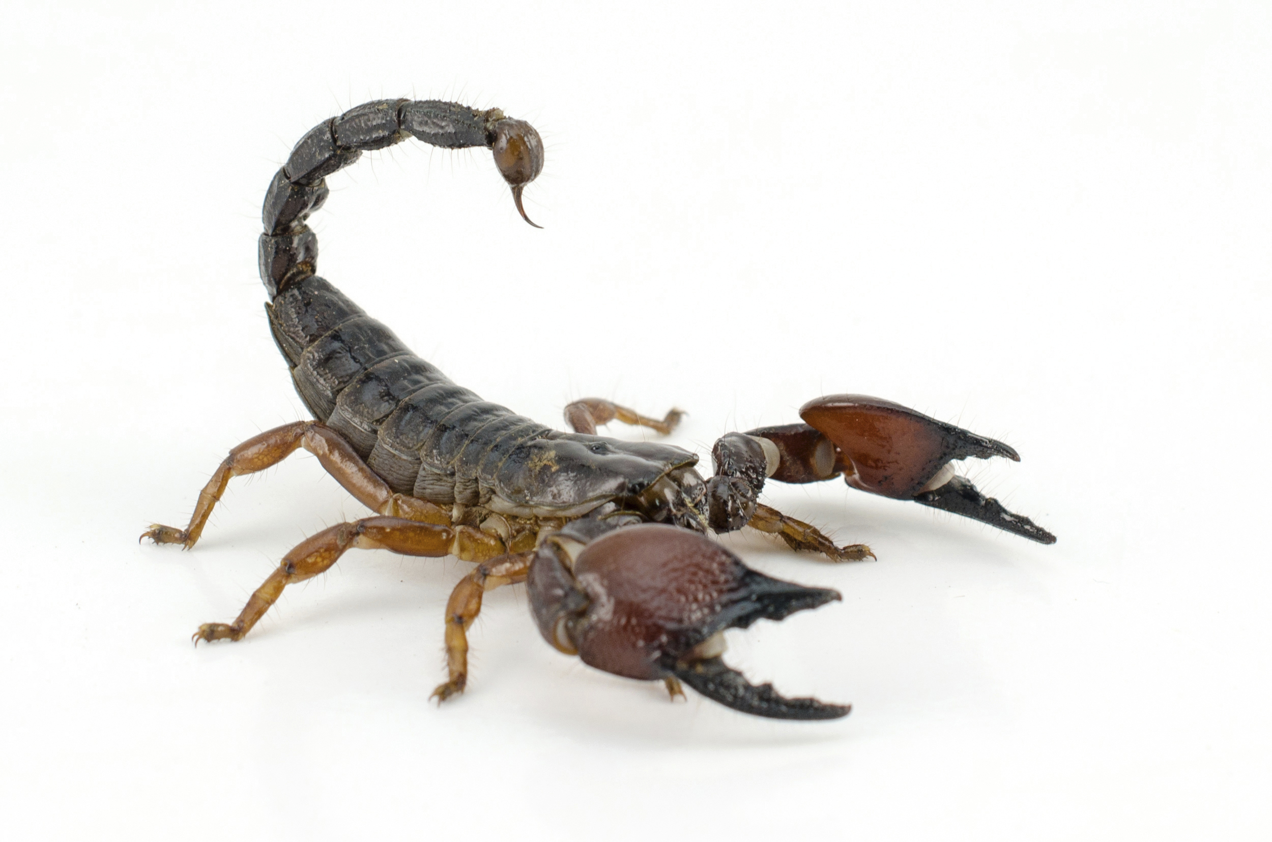 Un scorpion caché dans des mûres dans un Super C