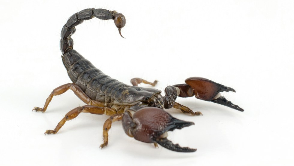 Un scorpion caché dans des mûres dans un Super C