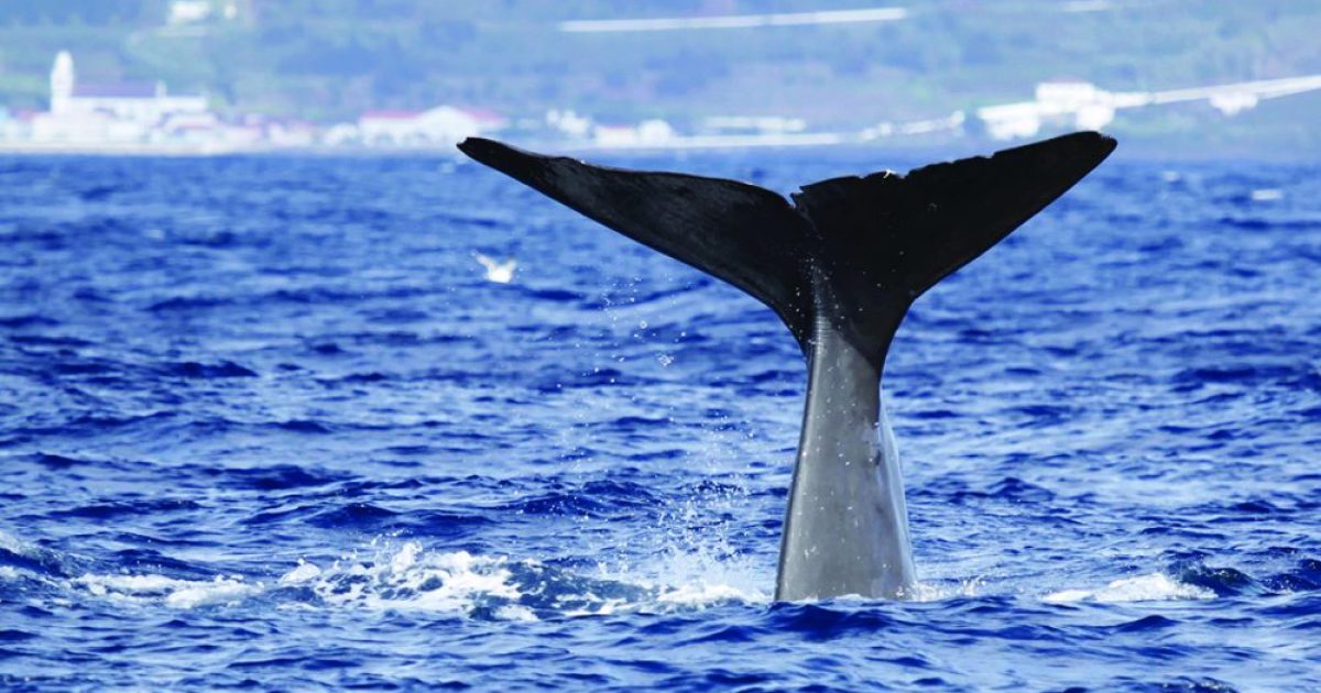 Следит кит. Мирисса шри ланка киты. Монтерей сша киты. Кашалот в антарктиде. Наблюдение за китами мирисса.