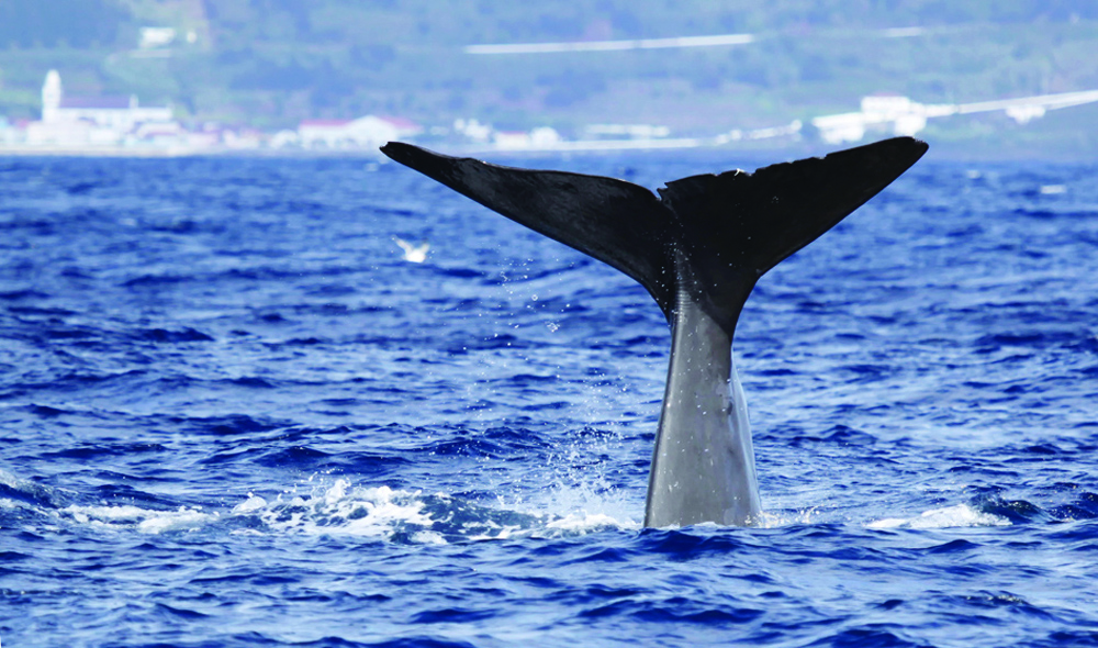 baleines