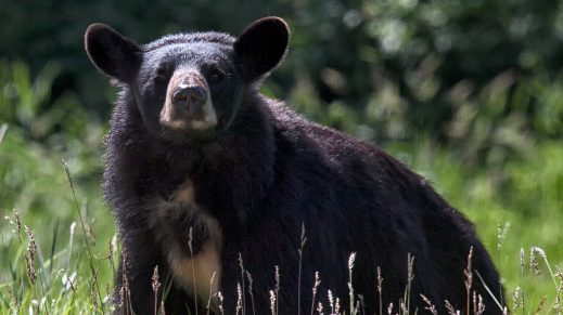 un ours noir dans de hautes herbes en été