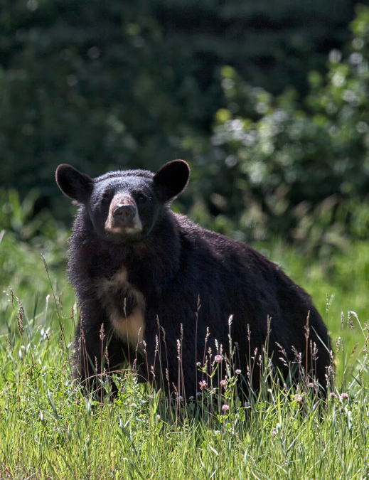 un ours noir dans de hautes herbes en été