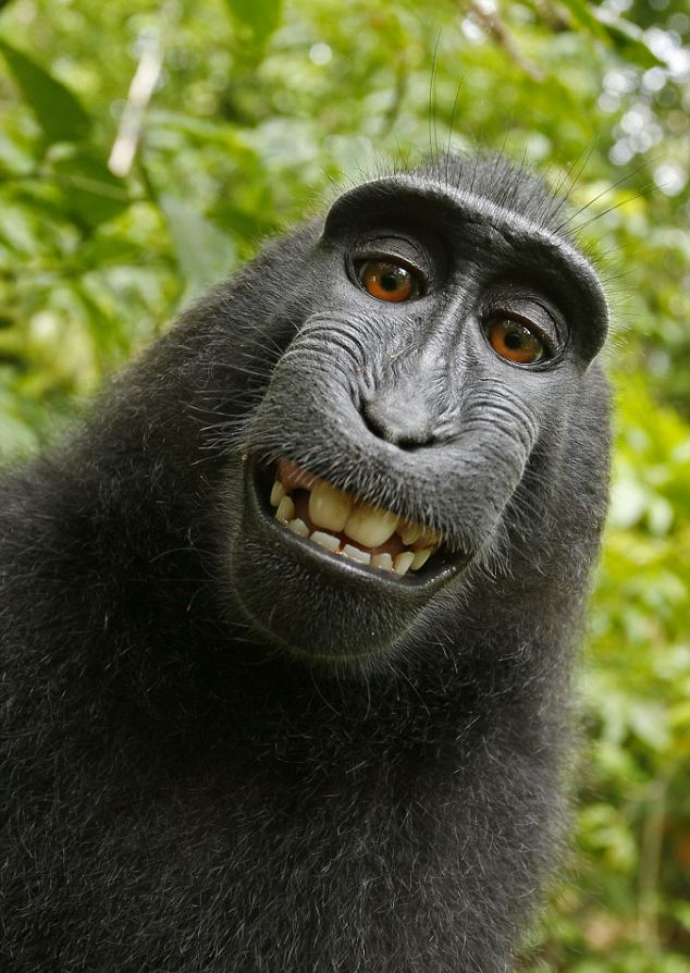 Selfie d'un singe