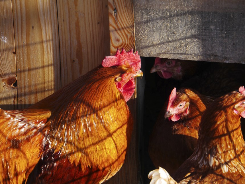 Aviculture Urbaine L œuf Et La Poule