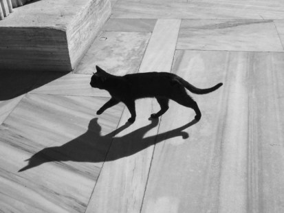 Un Chat Brule Vif Au Saguenay Lac Saint Jean Un Chat Brule Vif Au Saguenay Lac Saint Jean