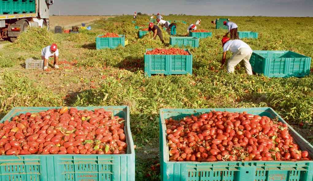 Migrants africains dans les champs de tomates italiennes.