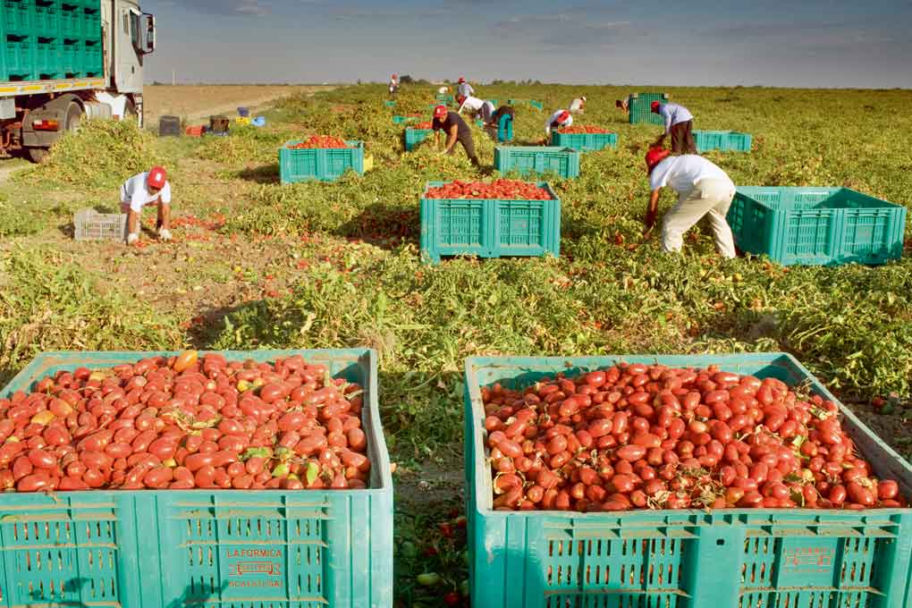 Migrants africains dans les champs de tomates italiennes.