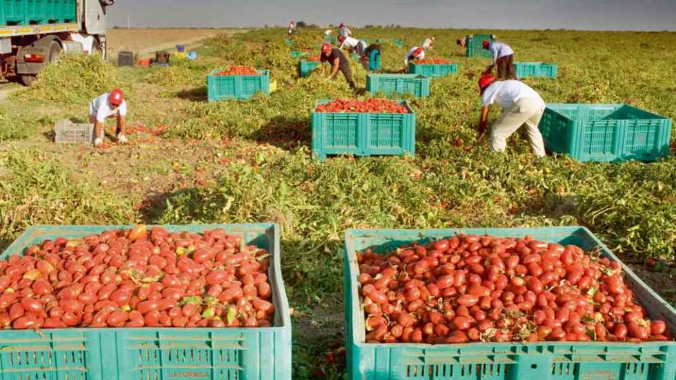 Migrants africains dans les champs de tomates italiennes.