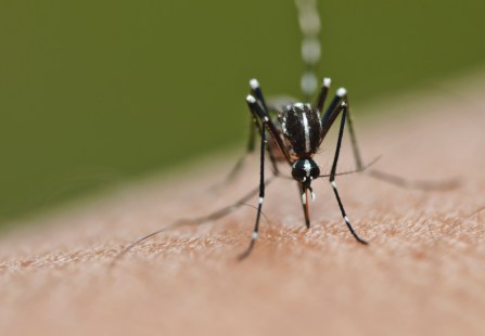 dengue brésil santé morts quatre fois plus
