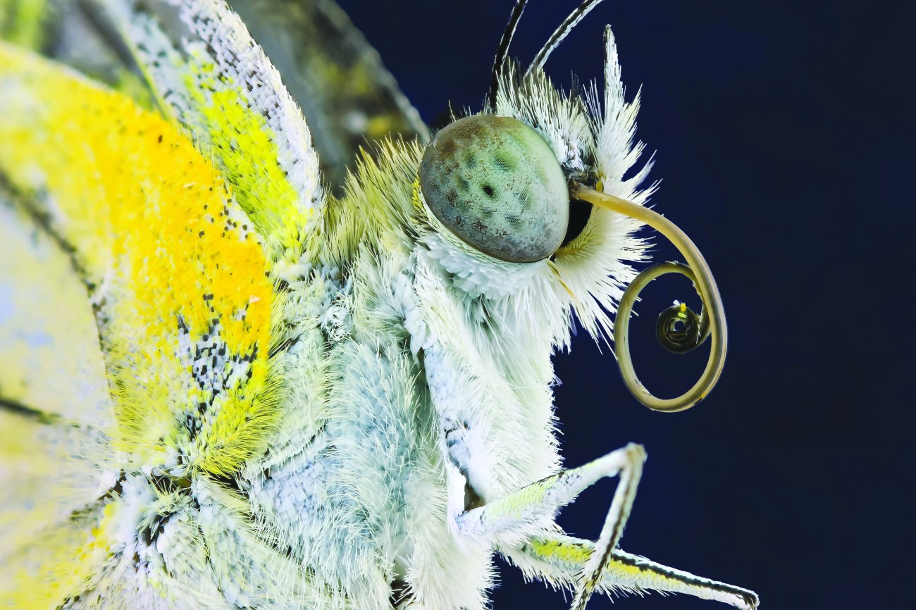 Solent News & Photo Agency