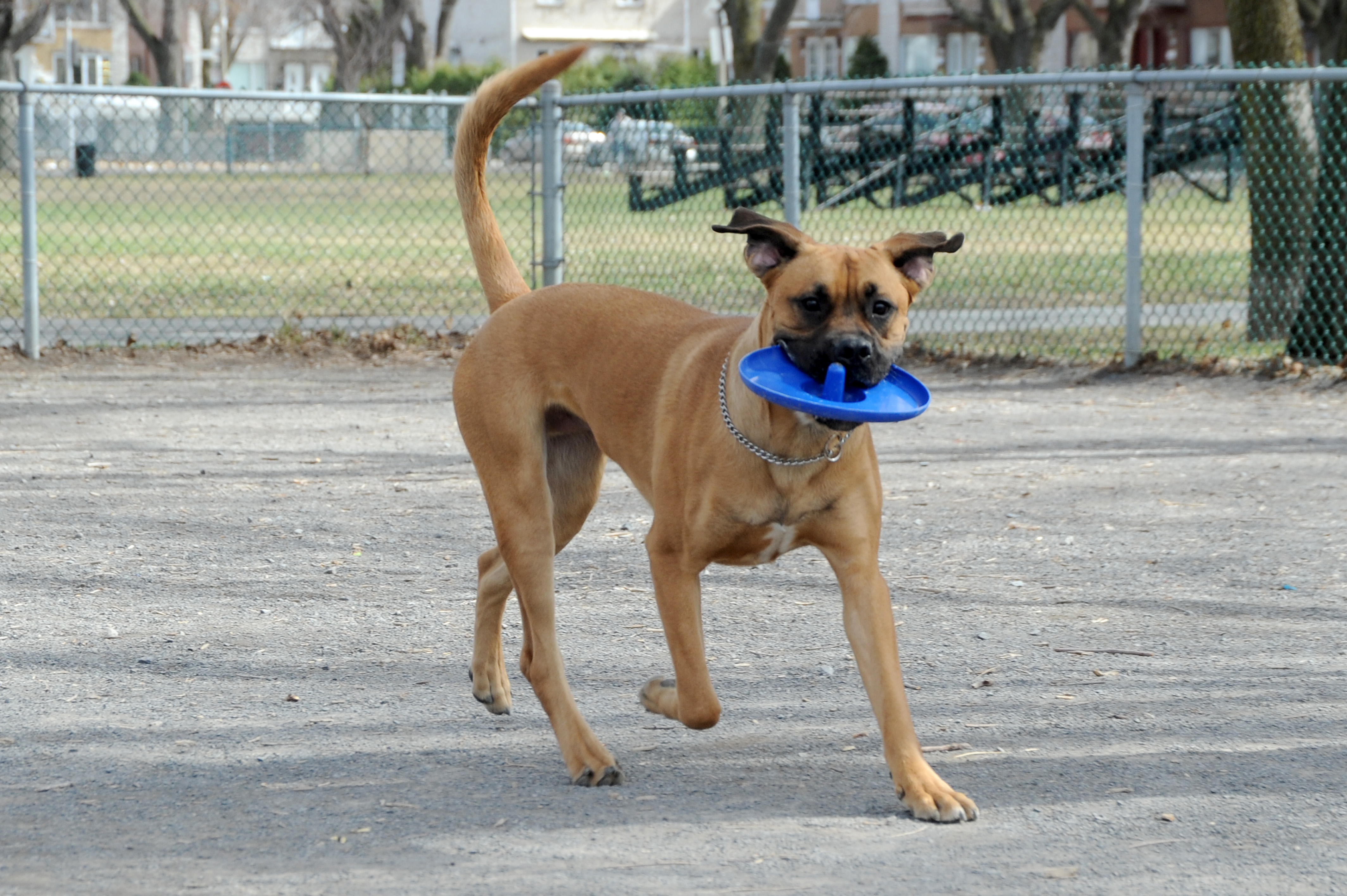 Un nouveau parc canin intégrant des modules de jeux