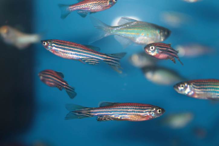 Des poissons zèbres