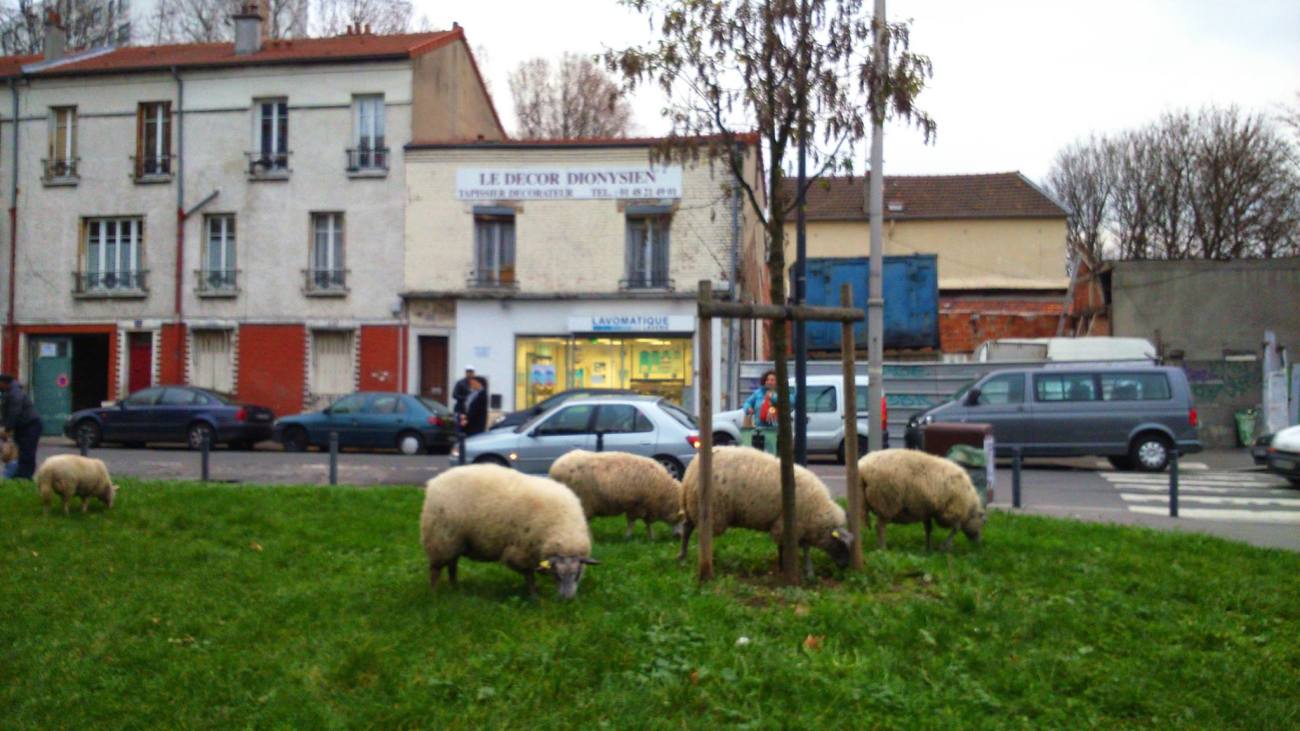 ACTU agri-moutons