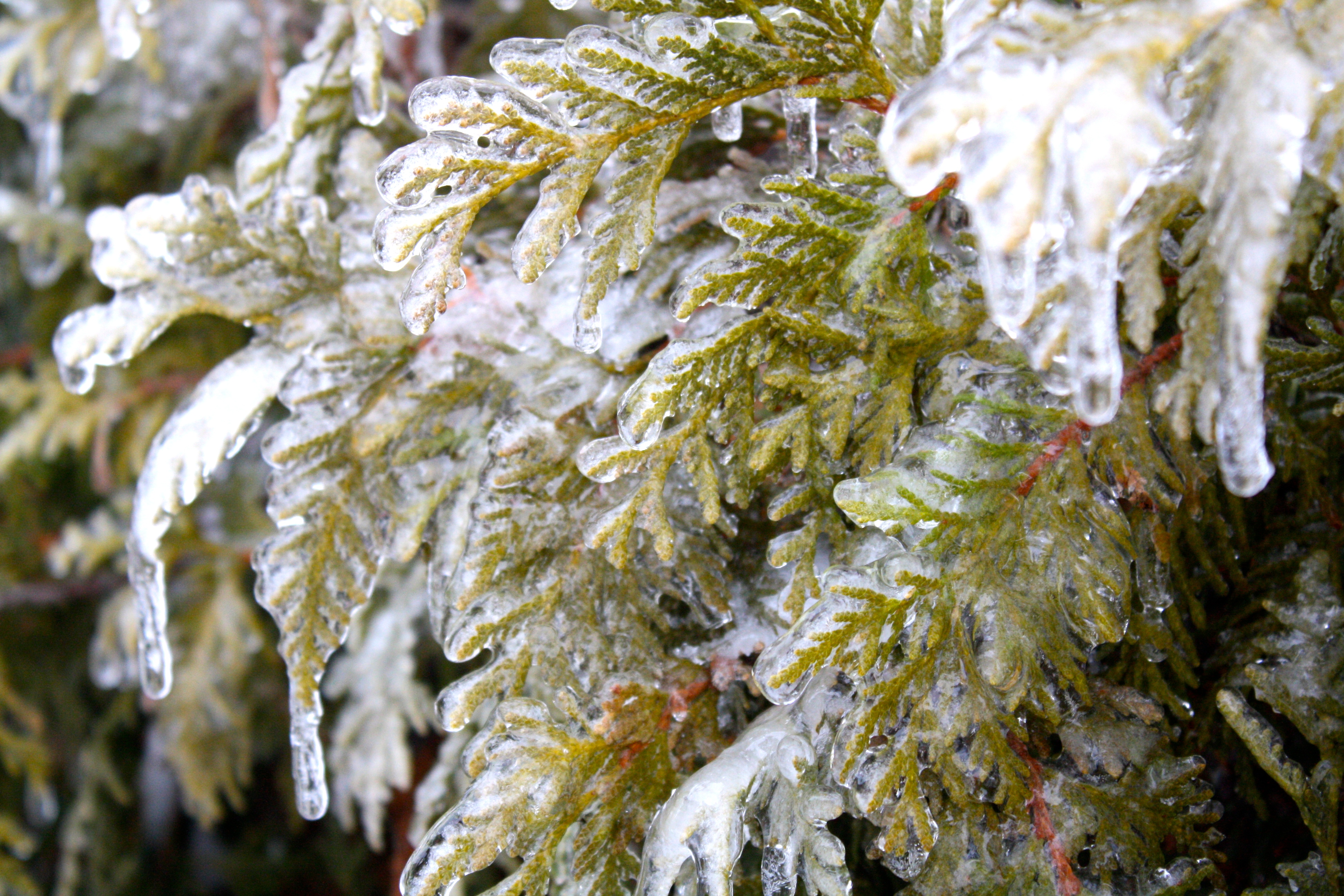 couche de glace 4 lettres