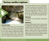esp&egrave;ces menac&eacute;es Tortue-molle a epines_2x57_vert