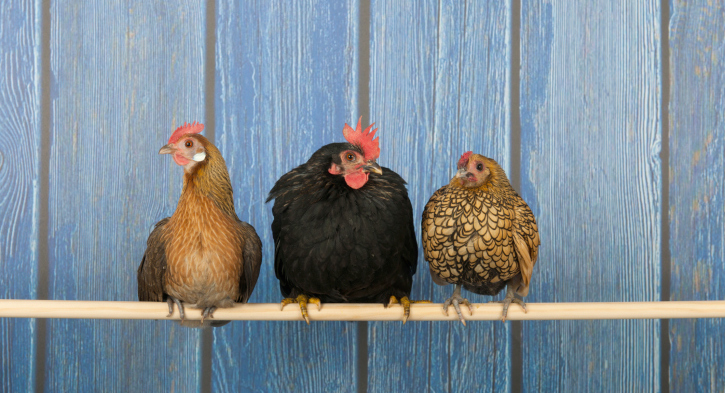 La Garde De Poules Pondeuses Et Dabeilles Bientôt Permise à Gatineau