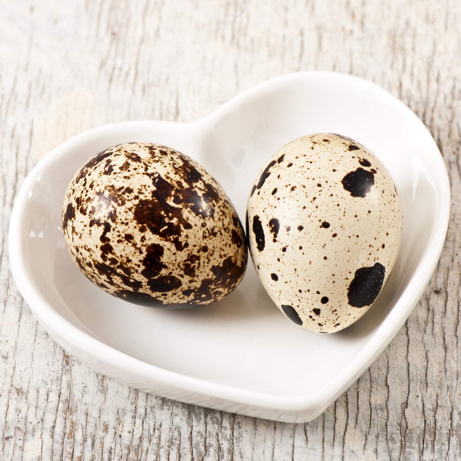 oeuf de caille