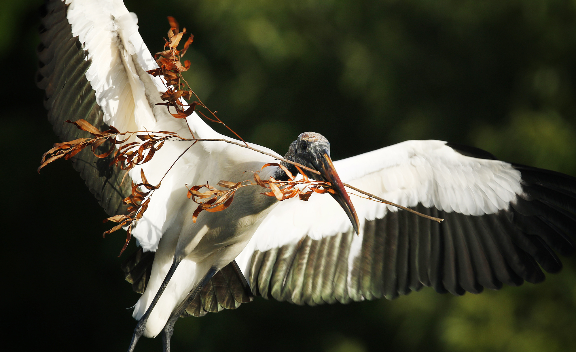 Photos: Les vrais oiseaux de la Floride