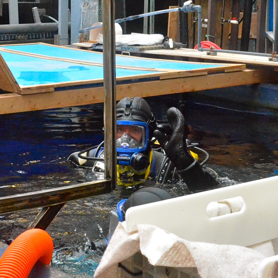 plongeur biod&ocirc;me