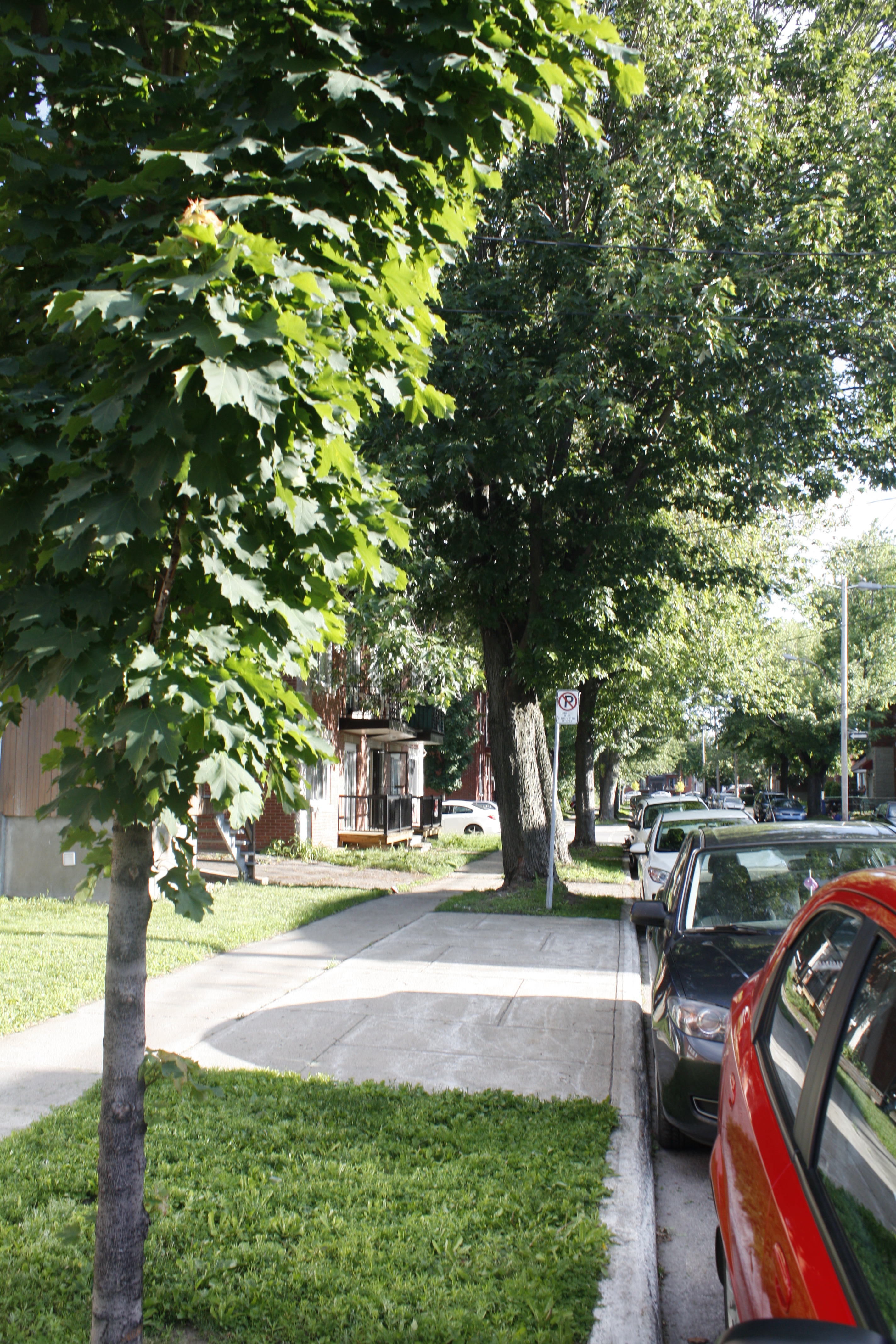 Arbres Montr&eacute;al-Est (1)