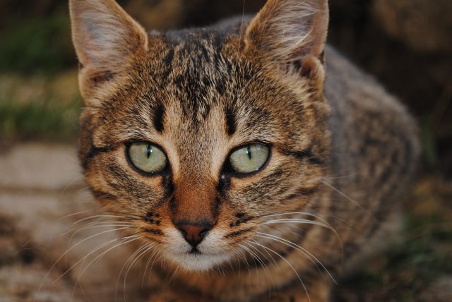 Une Centaine De Chats Laisses A L Abandon Dans Un Appartement D Anjou