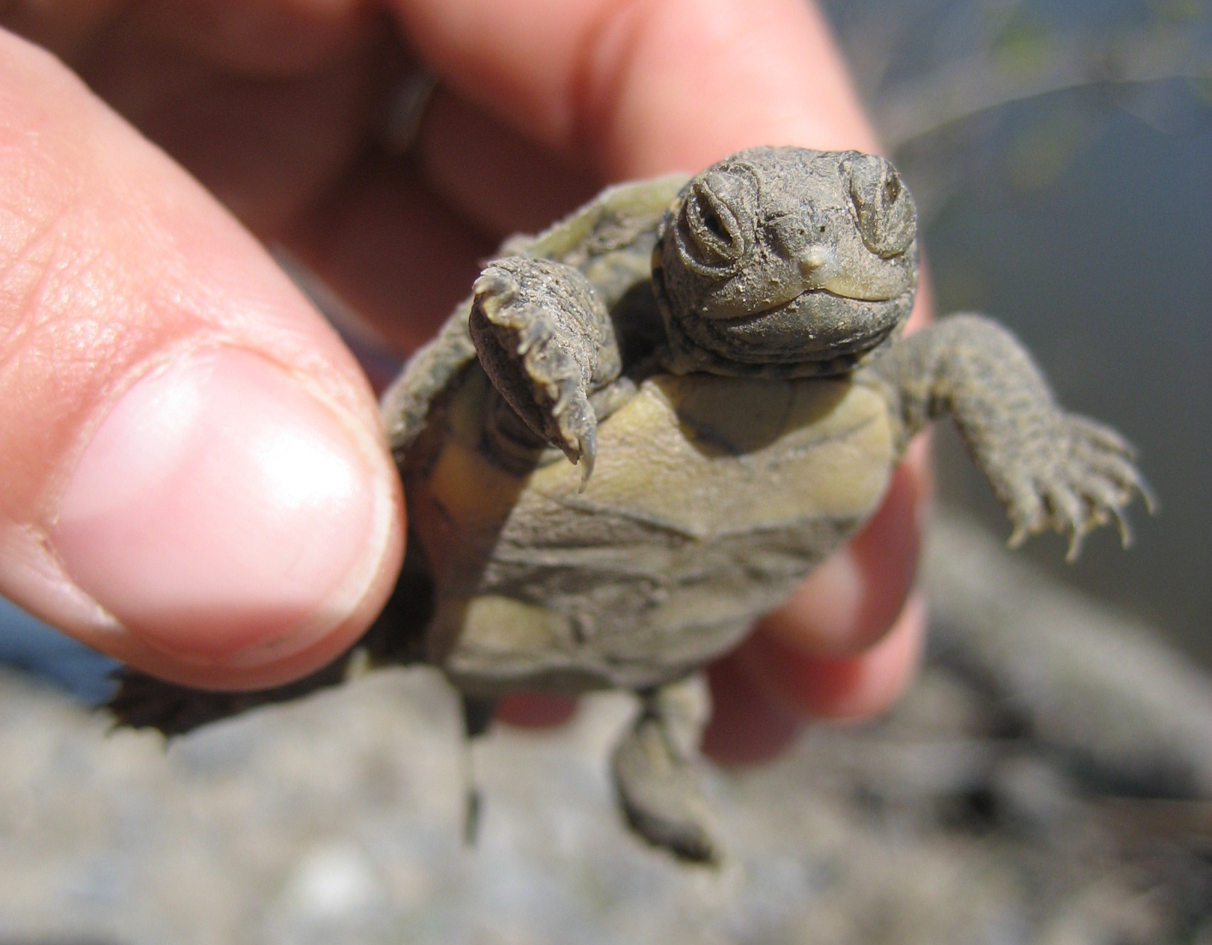 Bebe_tortue