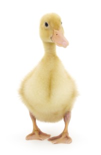 ThinkstockPhotos-465236803