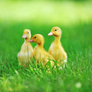 ThinkstockPhotos-477418660