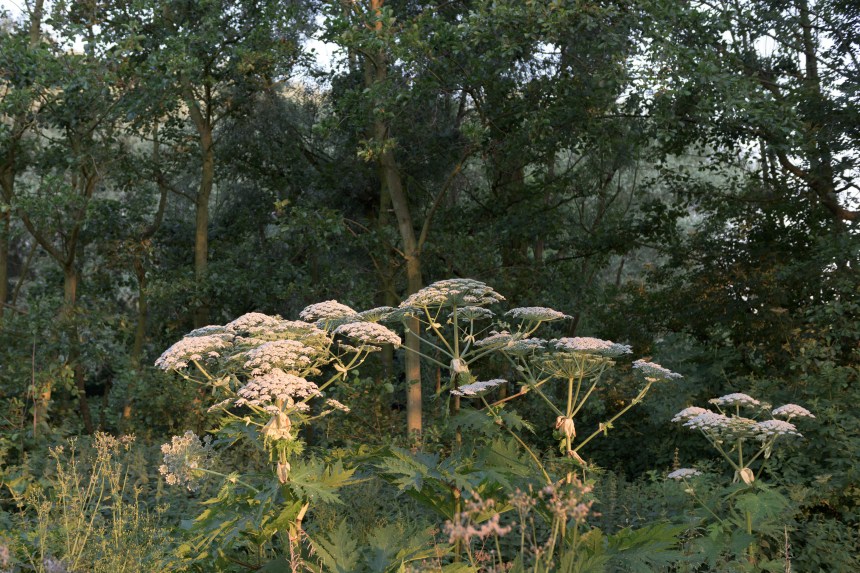 Berce Du Caucase Gare à La Plante Qui Brûle