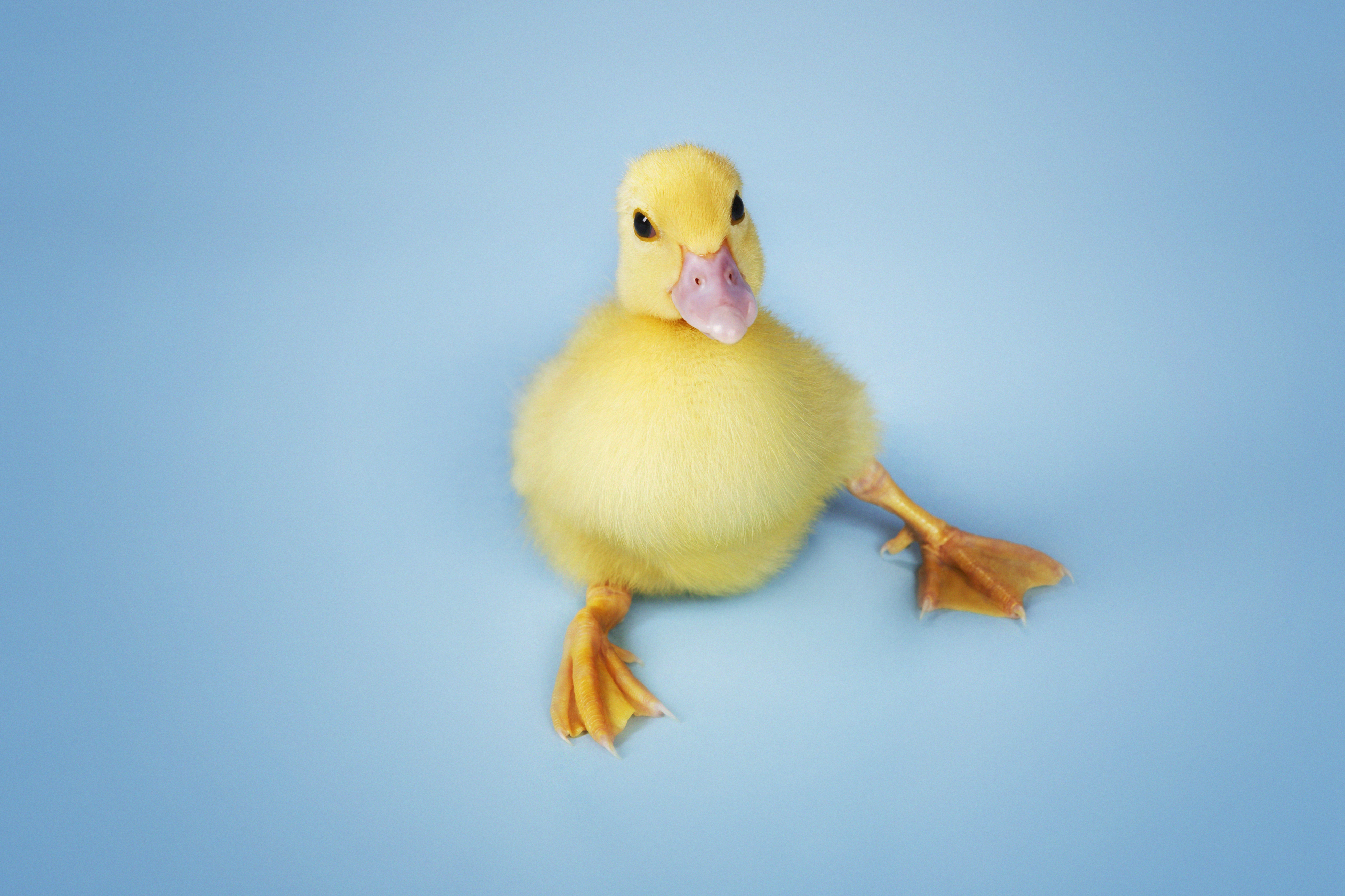ThinkstockPhotos-77746579