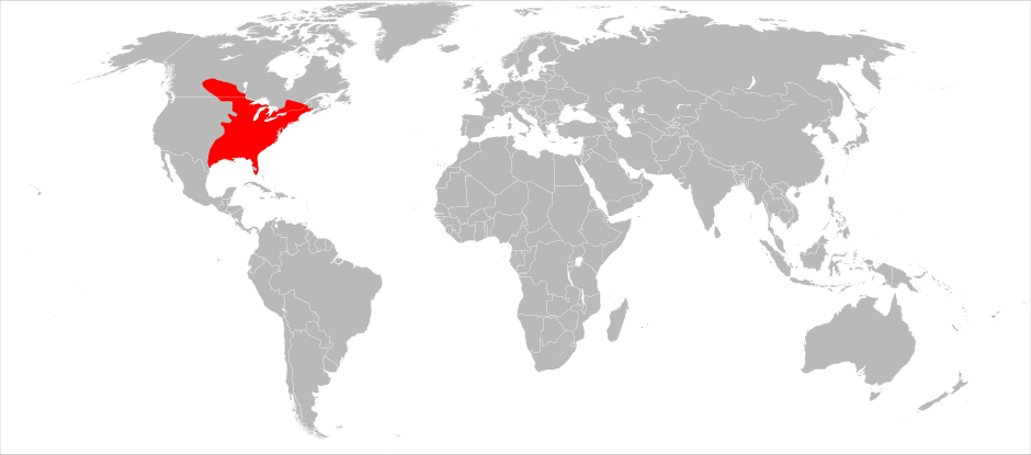 Carte monde de l'&eacute;cureuil gris