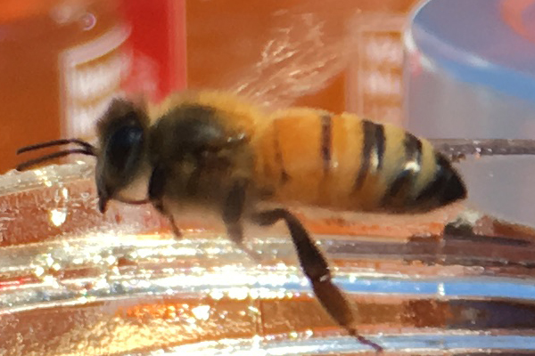 abeille 600 crop