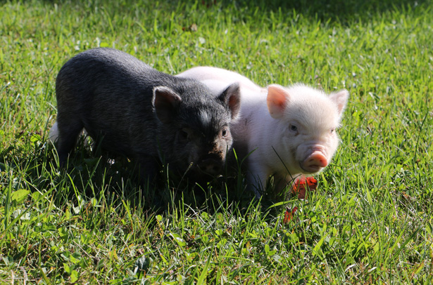 Non On Ne Peut Pas Avoir Un Cochon Adulte De La Taille D Un Chihuahua