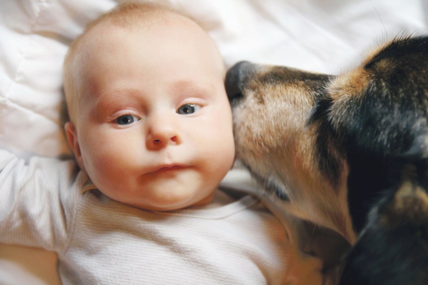 Quand Chien Chat Et Bébé Font Bon Ménage