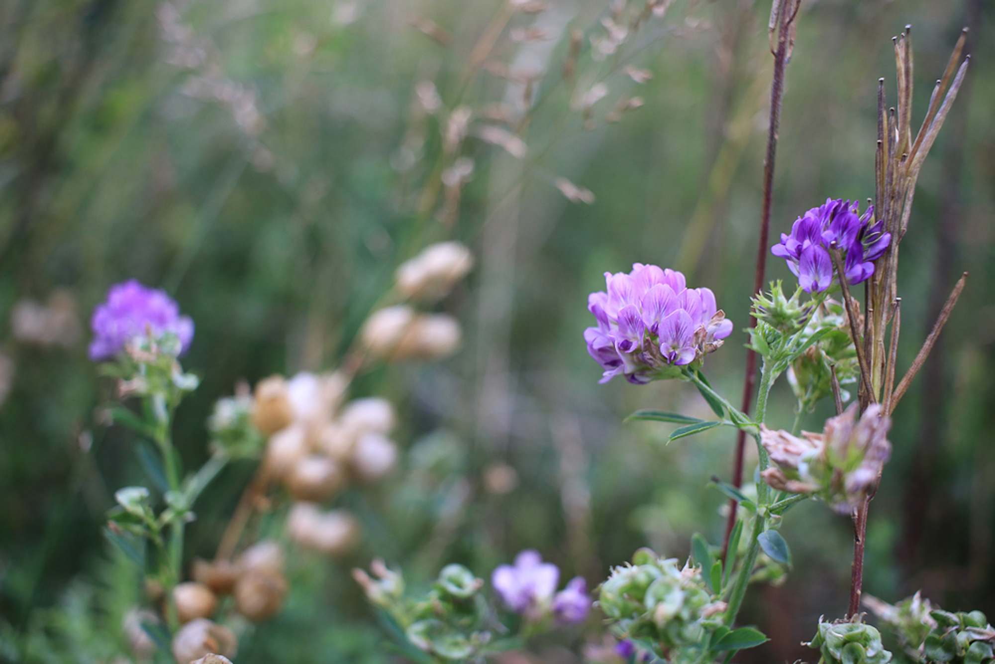 gasp&eacute;sie fleurs sauvages