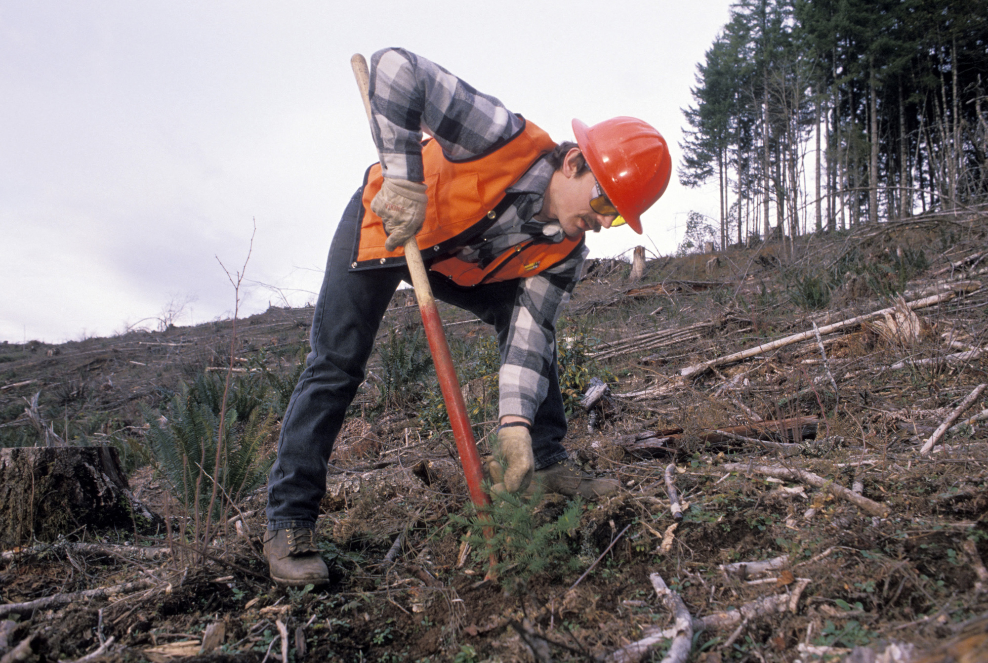 Man Planting a Tree