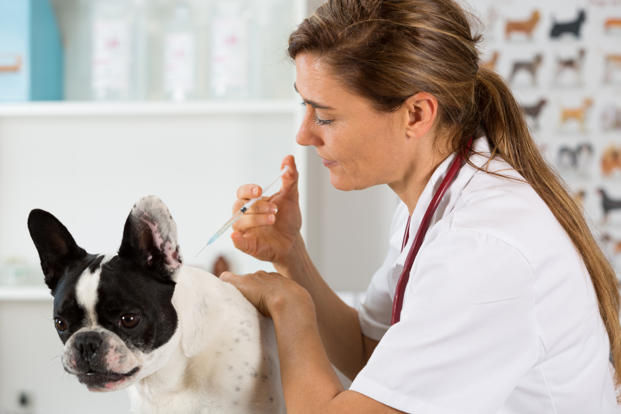 Veterinary clinic with a French bulldog