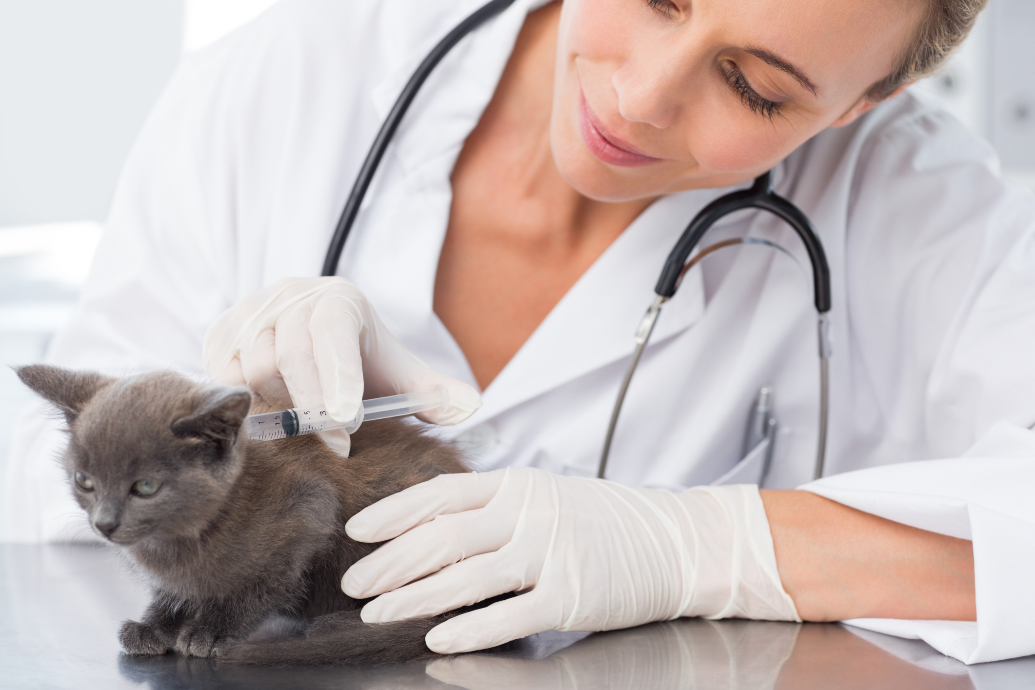 Female vet injecting a kitten
