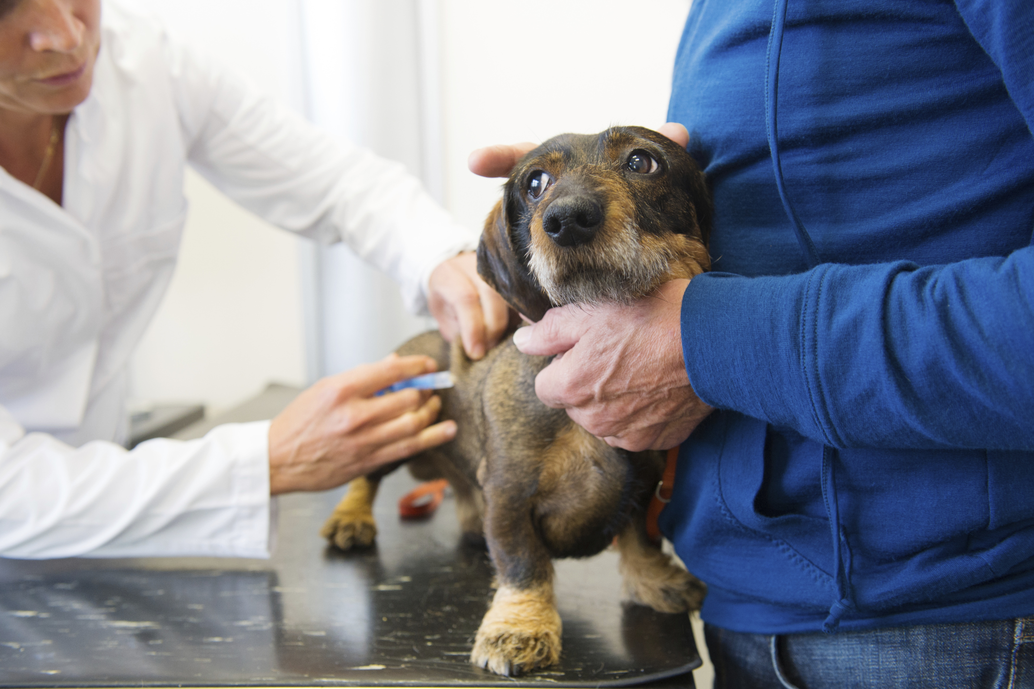 Giving dog a vaccine