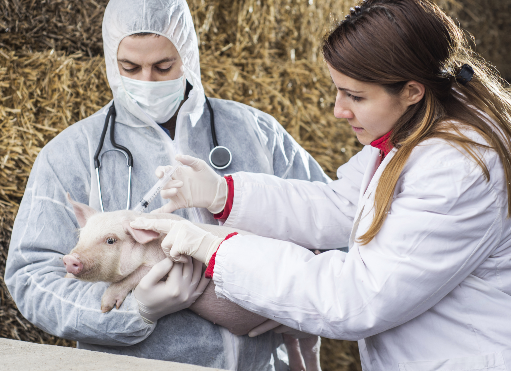 Veterinarian holding a pig while nurse giving the vaccine.