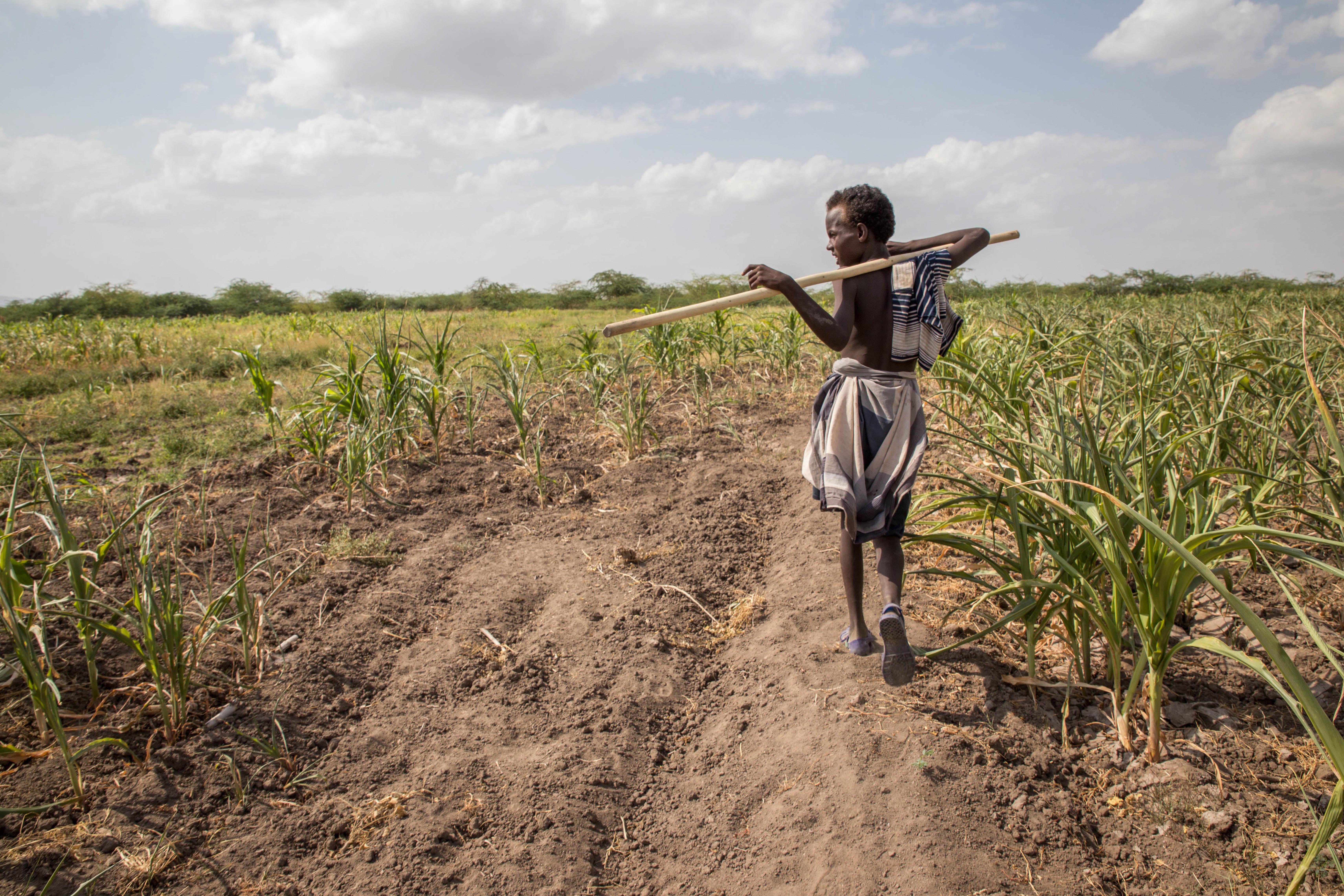Le courant El Niño aurait contribué à la famine qui sévit en Éthiopie.