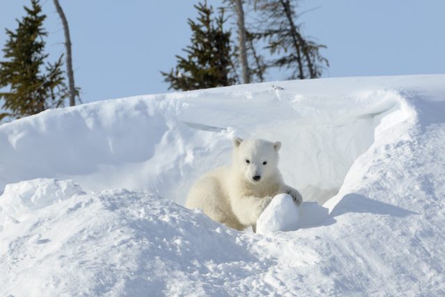 ours polaire