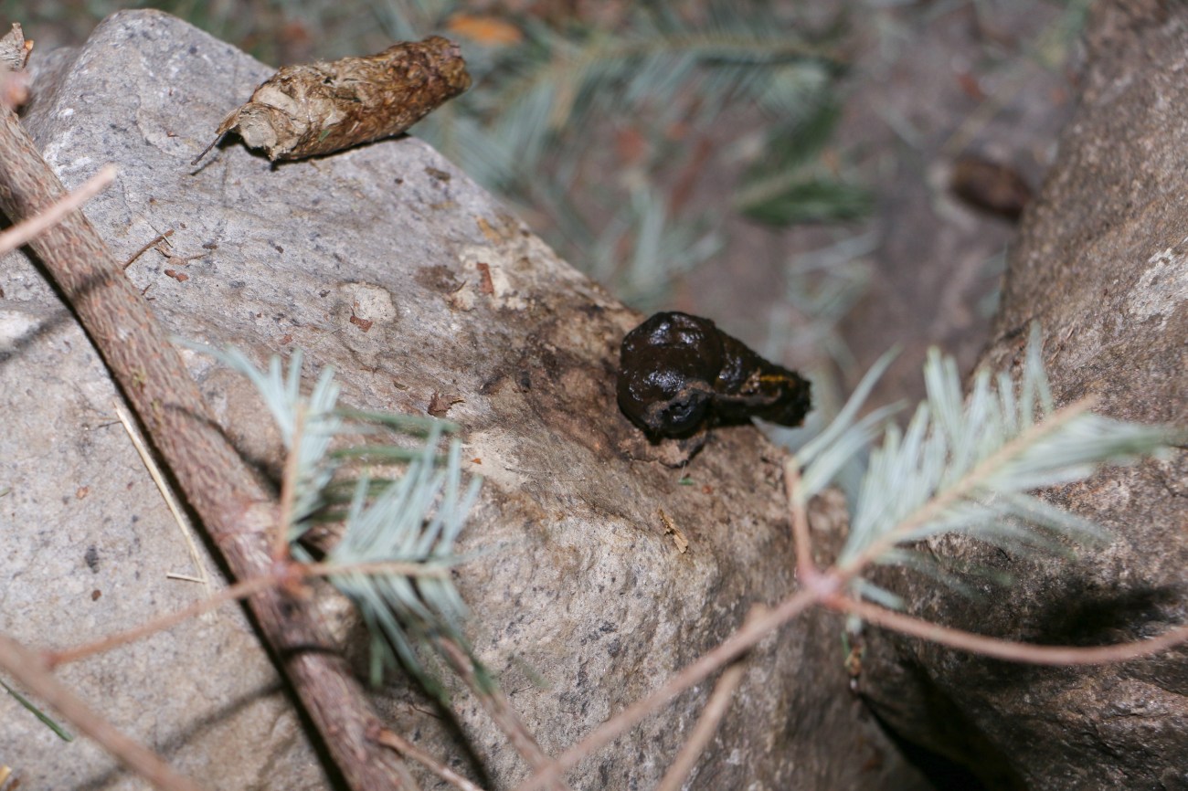 caca de lynx biodome04