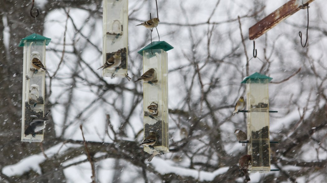 Des oiseaux au Jardin botanique de Montréal.