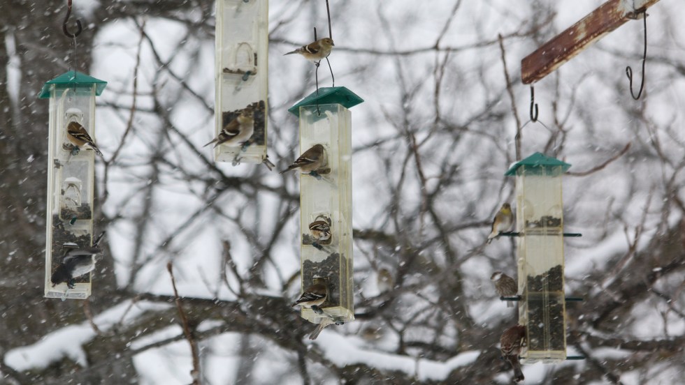 Des oiseaux au Jardin botanique de Montréal.