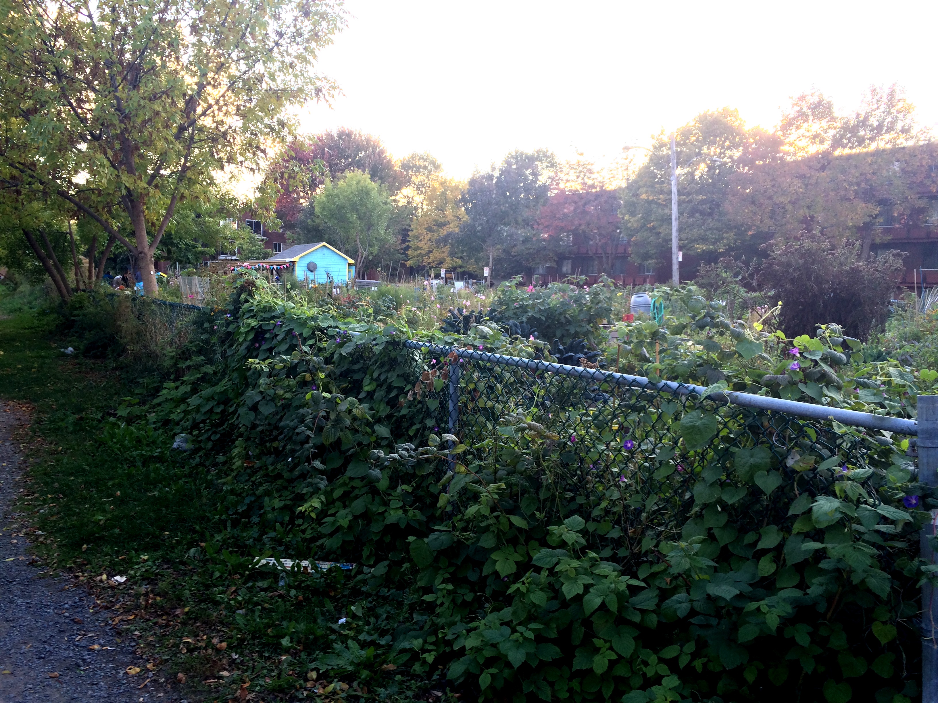 ruelle verte jardin basile patenaude