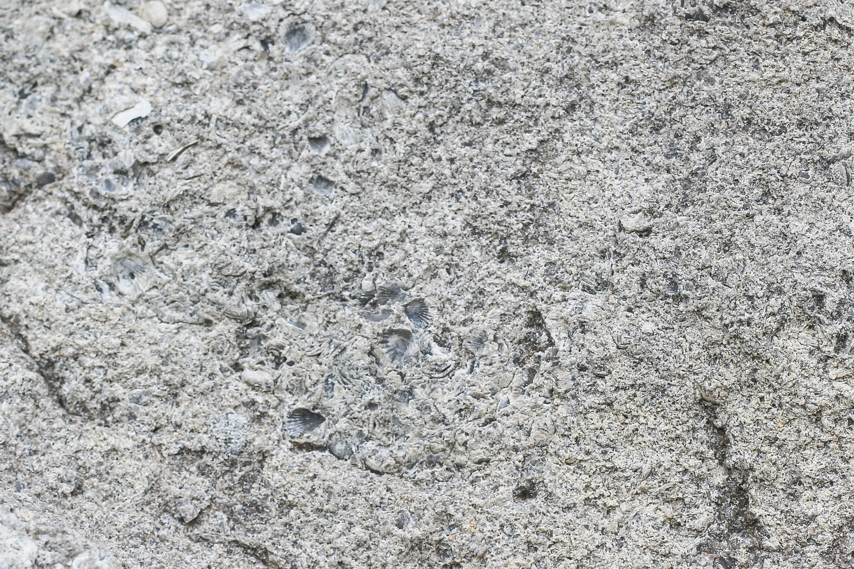 roche coquillages sediments01